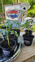 Organic Veggie Starters